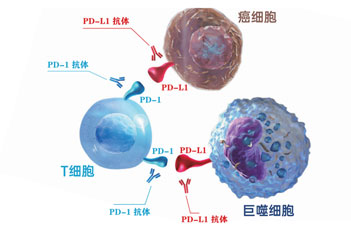 抗肿瘤免疫药物疗效预测